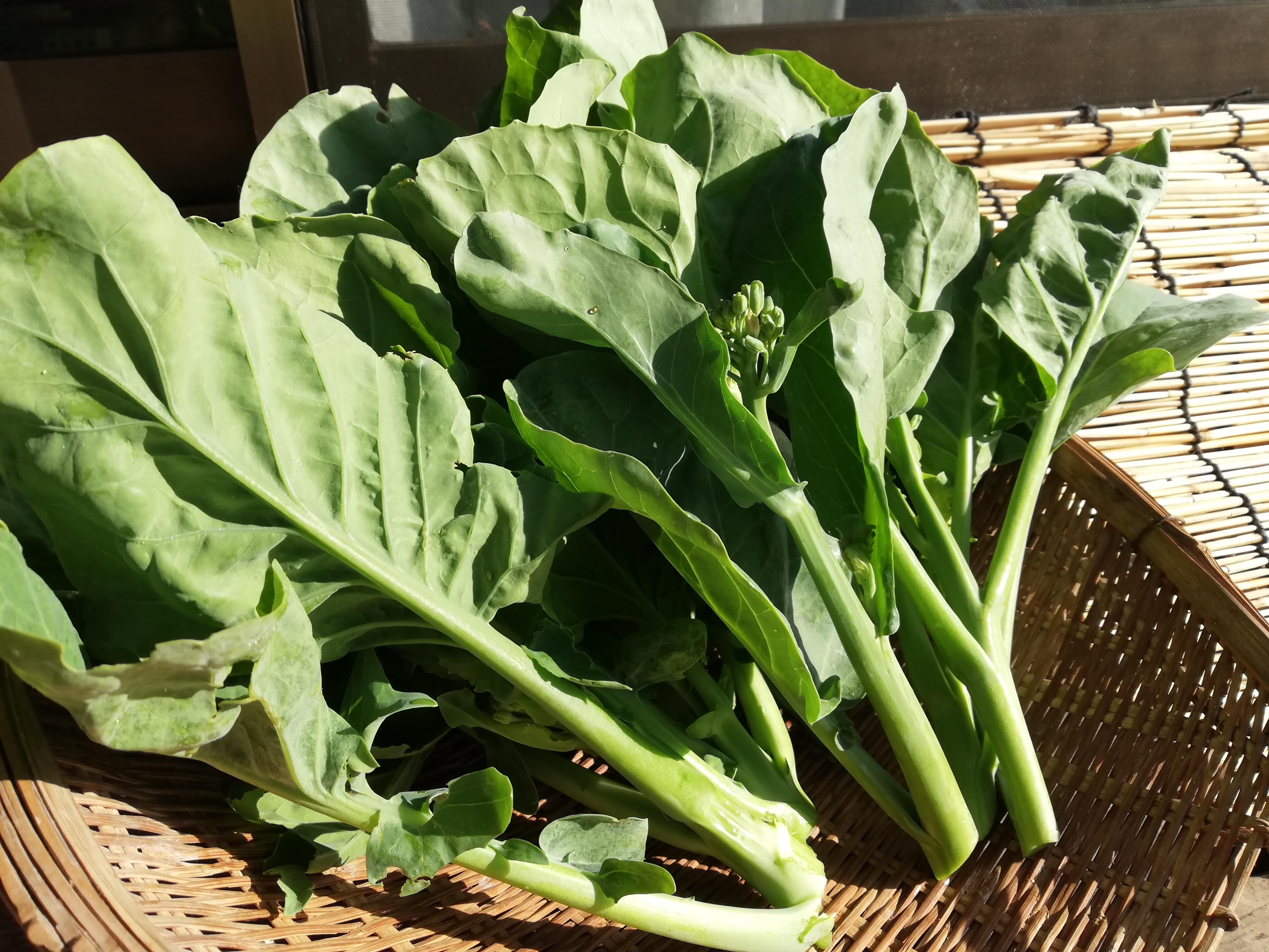 今旬のお野菜 採れたてのアジア野菜